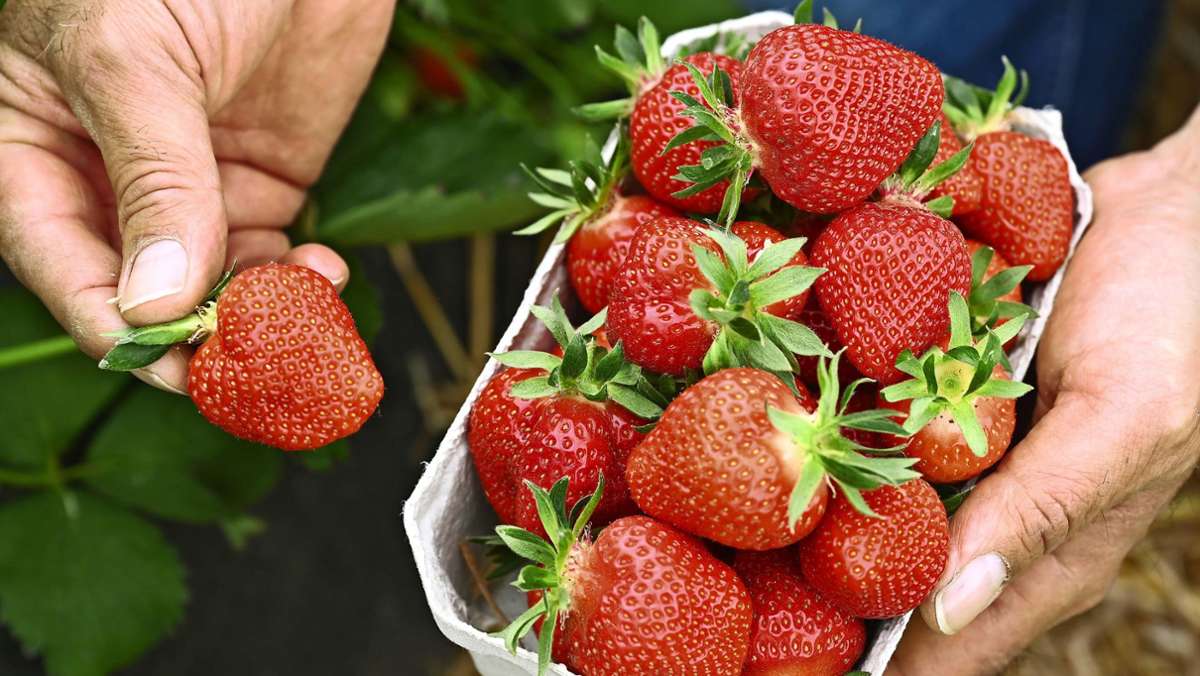  In den Supermärkten werden schon seit Wochen Erdbeeren angeboten. Doch die kommen nicht von hier. Warum es sich daher lohnt, noch etwas zu warten – und zu welcher Zeit man die besten Exemplare bekommt. 