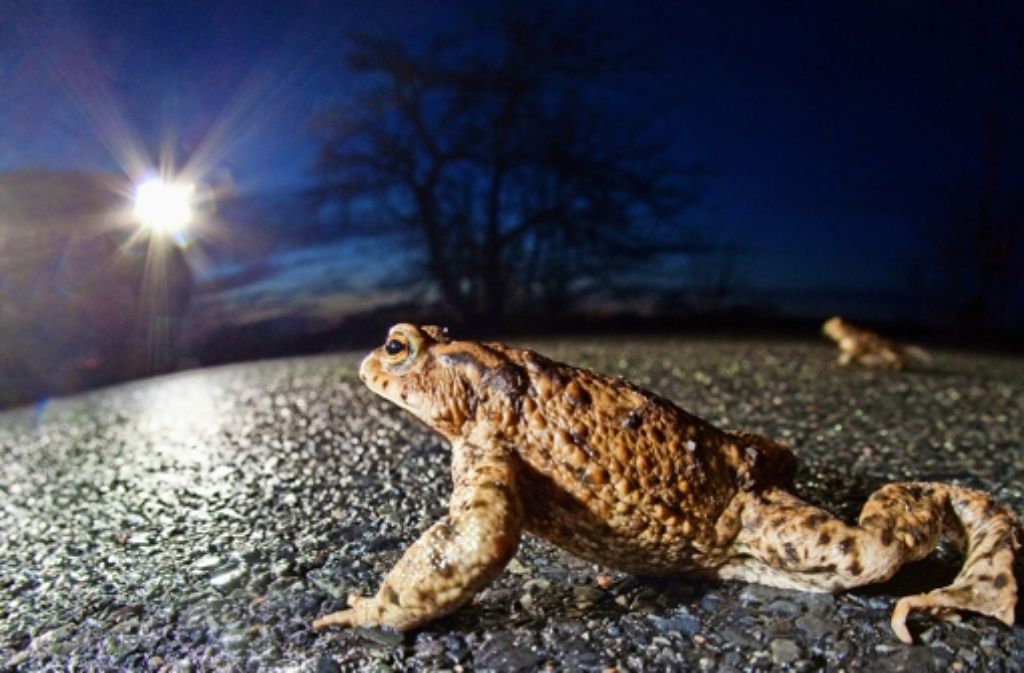 Tödliche Barriere: für   viele  Kröten endet ihre  Wanderung auf einer Straße. Foto: dpa
