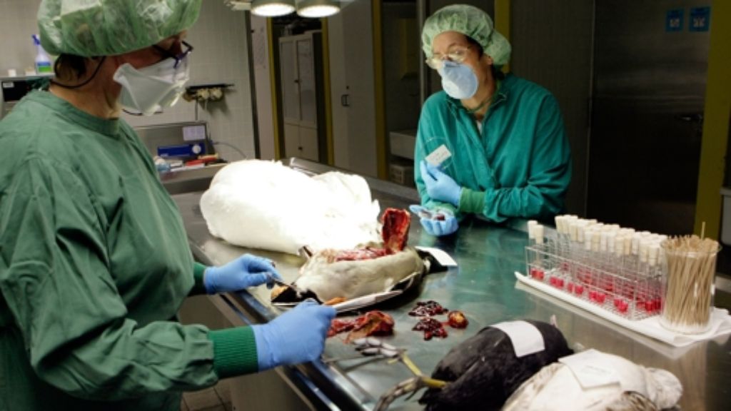 Moratorium endet: Forscher arbeiten wieder mit der Vogelgrippe