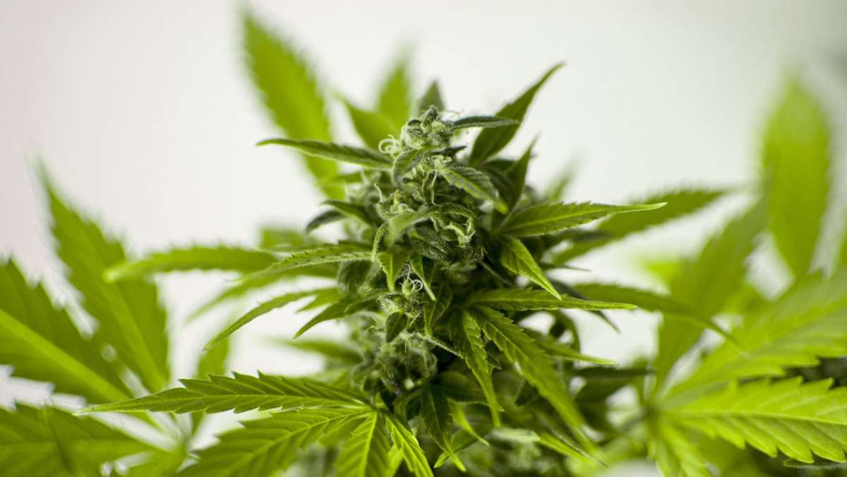 Polizeibericht aus Rutesheim: Beamte entdecken Marihuana-Plantage
