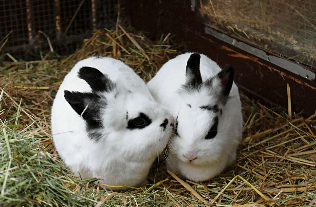 Die Kinder haben jetzt zwei kuschelige Kaninchen zum Liebhaben. Foto: Eva Herschmann