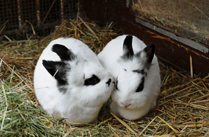 Zwei Kaninchen trösten die Kinder