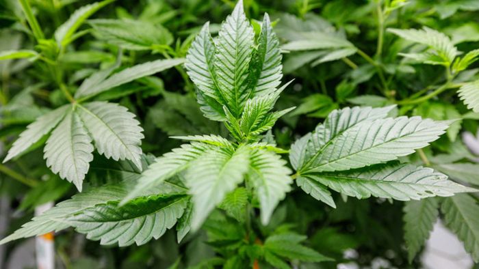 Legalisierung: Cannabis Social Club gründen - So geht´s