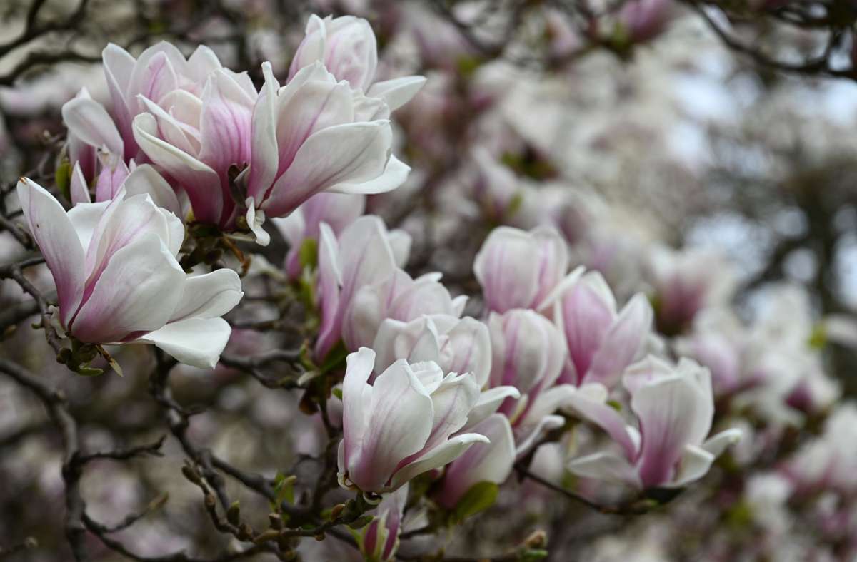 Die Blüten der Magnolien strahlen in weiß und rosa.