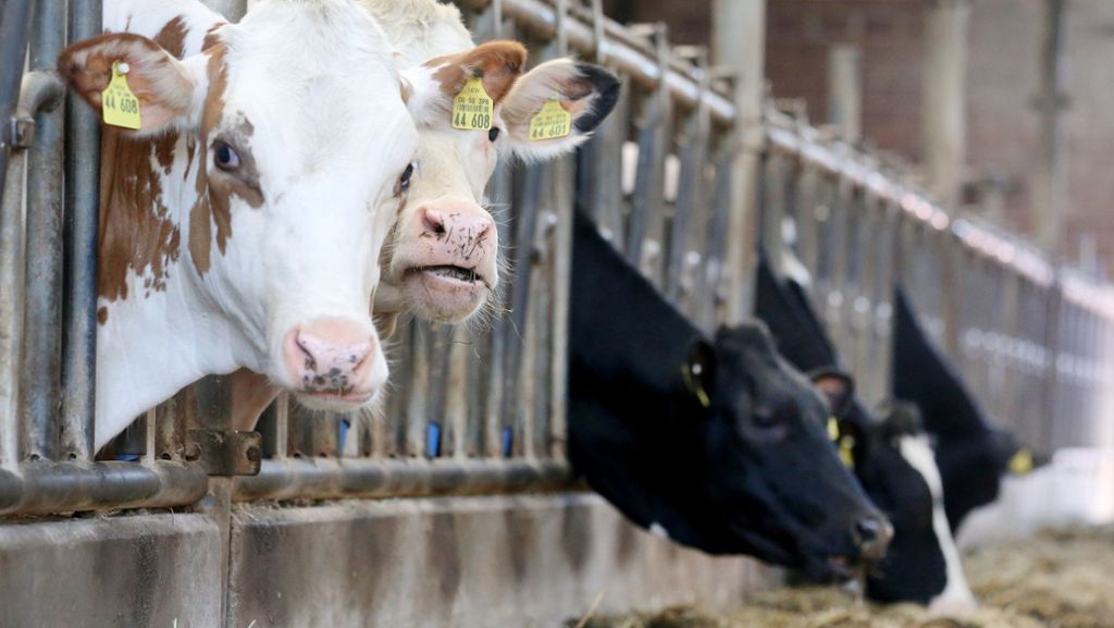  Einer der größten Milchbauern in Bayern soll seine Kühe schwer misshandeln. Das Fleisch kranker Tiere soll zudem in die Lebensmittelkette gelangt sein. Abnehmer wie „Weihenstephan“ ziehen die Reißleine. 