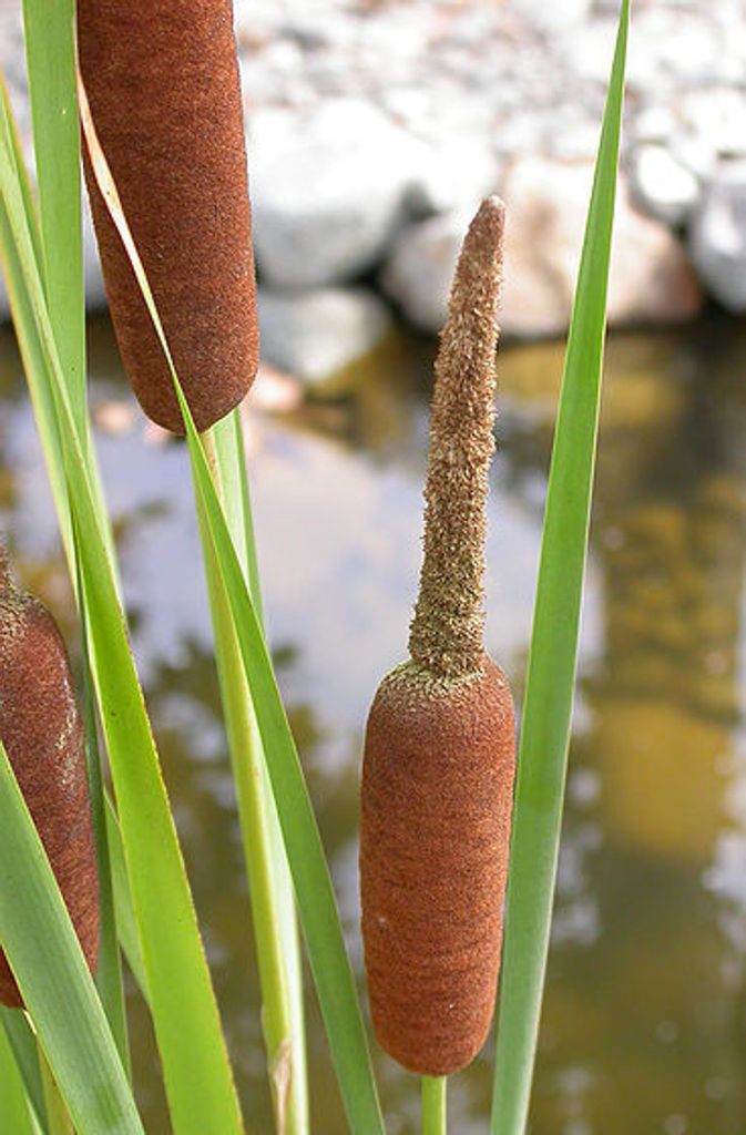 Der Breitblättrige Rohrkolben (Typha latifolia) wächst im Uferbereich, in Sümpfen oder im Moor-Biotop. Die Blütezeit reicht bei dieser Art von Mai bis Juli.