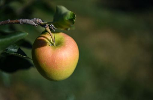 Ein Apfel am Tag schützt tatsächlich sprichwörtlich vor dem Arzt. Foto: dpa