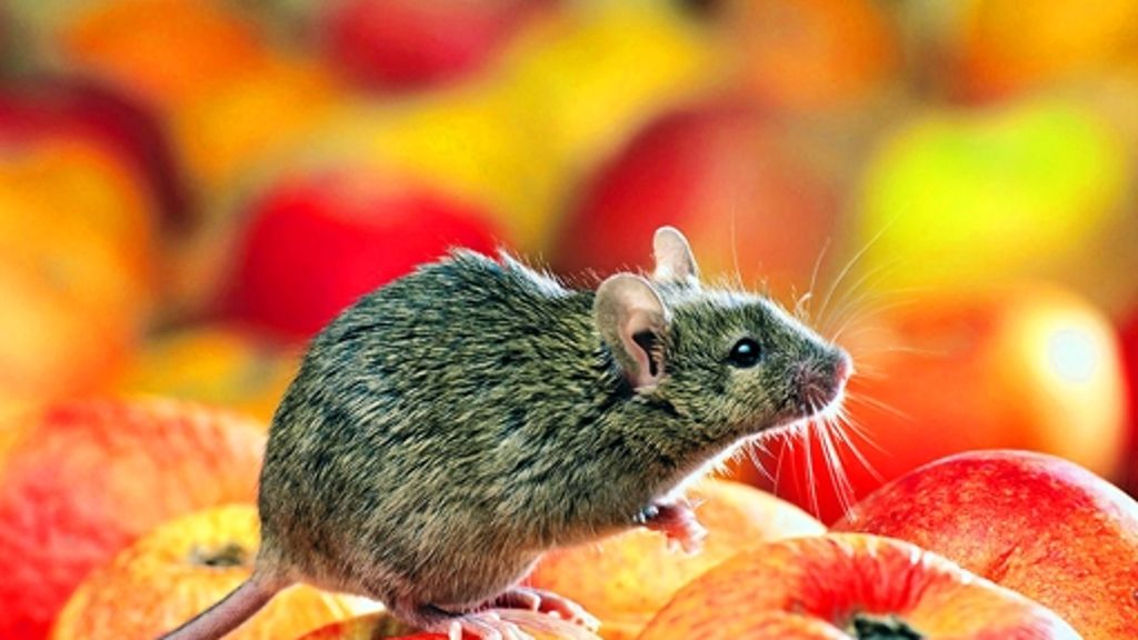 Kaufland warnt: Mäuse im Supermarkt