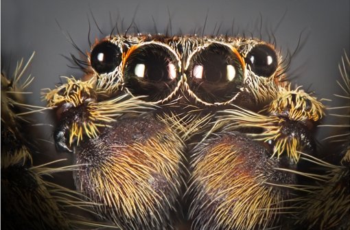 Valentin Gutekunst zieht regelmäßig mit seiner Kamera los, um Spinnen, Käfer und Schmetterlinge formatfüllend zu fotografieren. Das Bild zeigt eine Rindenspringspinne. Foto: Valentin Gutekunst