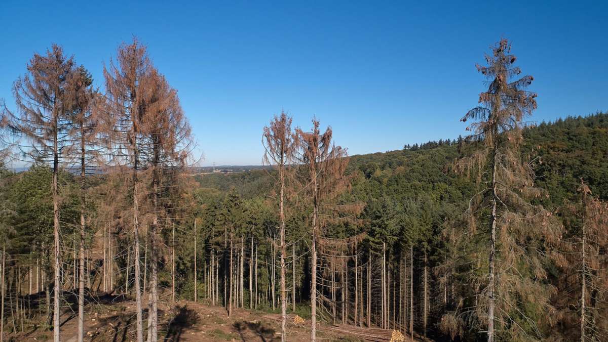 Wälder im Südwesten: Dürre und Borkenkäfer –  Hauk verspricht Waldbesitzern 30 Millionen