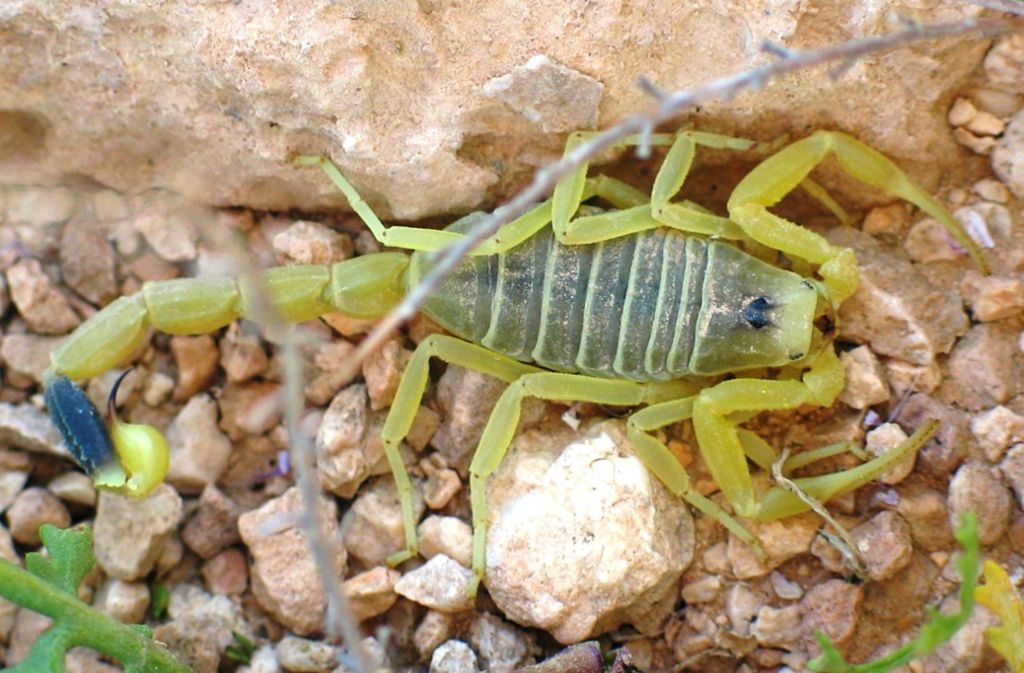 Gelber Mittelmeerskorpion (Leiurus quinquestriatus): Der Biss des bis zu zehn Zentimeter großen Skorpions ist absolut tödlich. Nach starken Schmerzen tritt der Tod rasch ein, Der Skorpion lebt in der Türkei, Nordafrika und der arabischen Halbinsel.