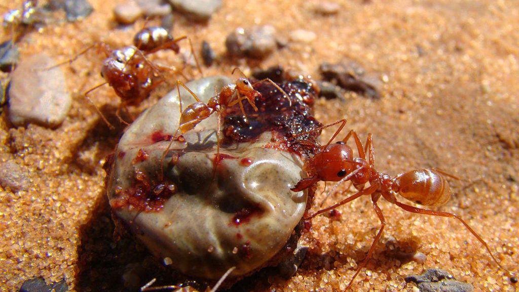 Tiere – die Silberameise: Die schnellste Ameise der Welt