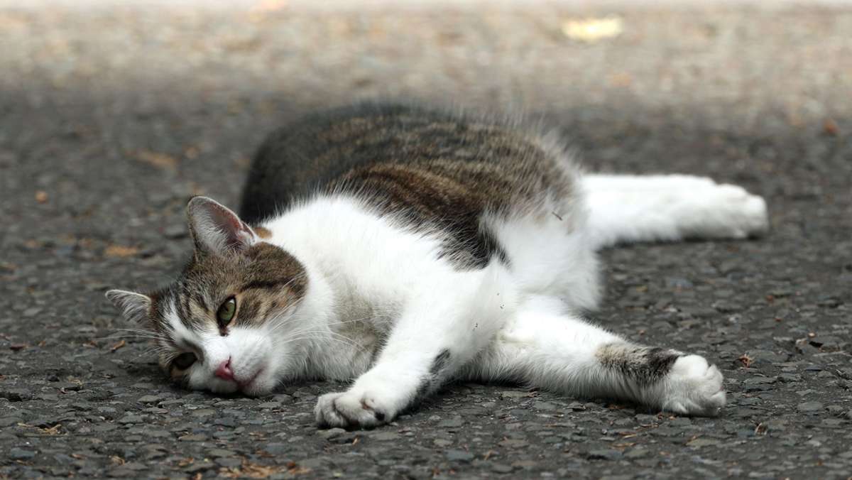 Spendenaktion Hilfe für den Nachbarn: Die Katze hat Schlimmeres verhindert