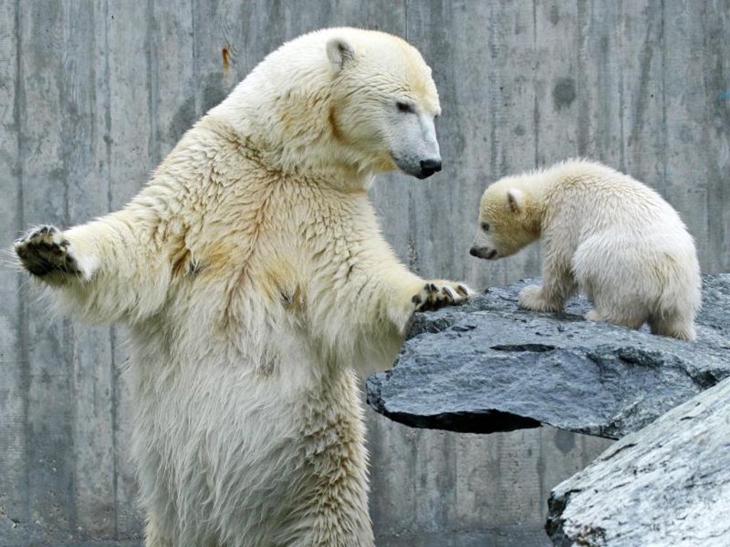 Corinna starb im Sommer 2018 für eine Eisbärin hochbetagt mit 28 Jahren. 2007 brachte Corinna den kleinen Wilbär zur Welt, einen echten Star des zoologisch-botanischen Gartens. Nach dem Tod ihres Partners Anton hatte sie allein in der Eisbärenanlage gelebt.