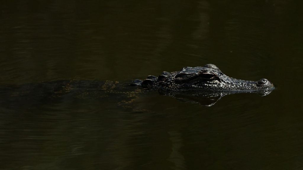Florida: Alligatoren fallen über Leiche her