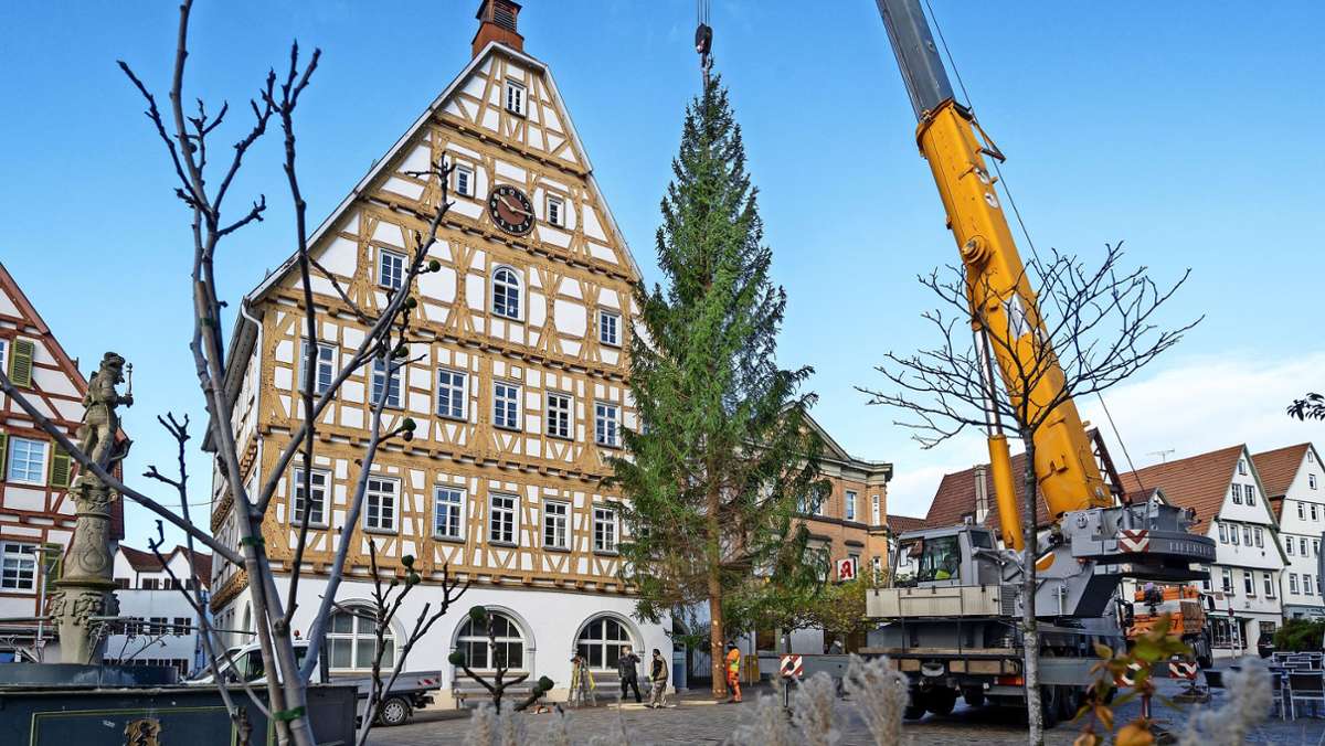 Leonberger Marktplatz: Eine stattliche Fichte verheißt Weihnachten