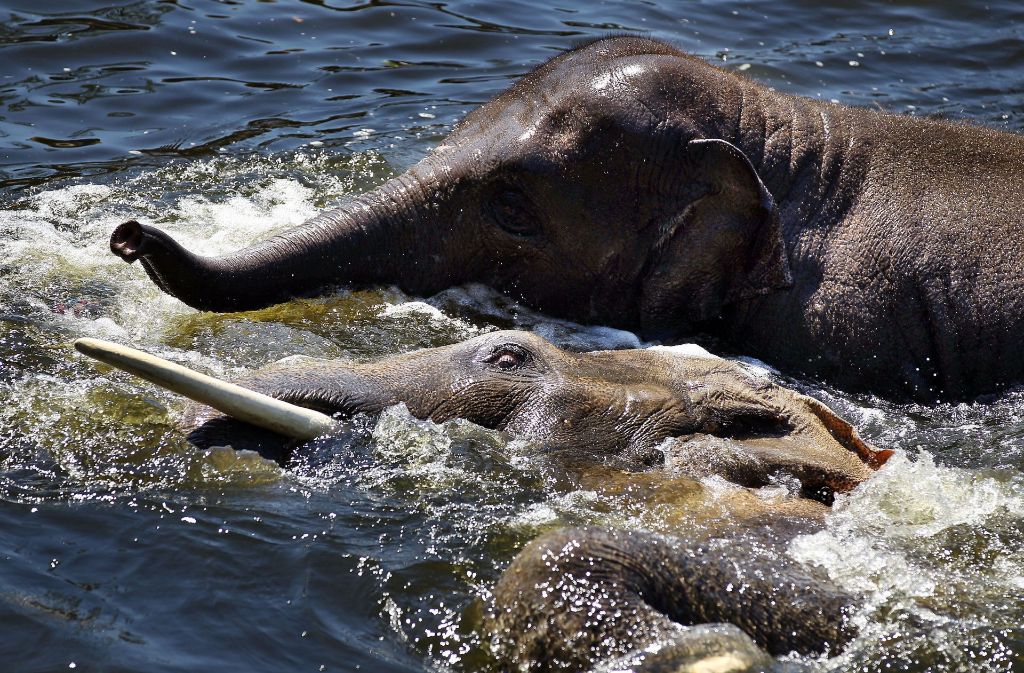Bei hohen Temperaturen zieht es auch die Elefanten im Kölner Zoo ins Wasser.