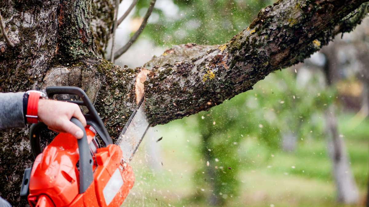Bis wann darf man Bäume fällen und schneiden? (Info)