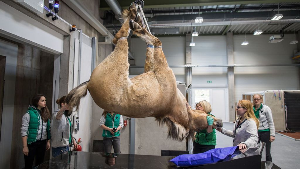 Krebsklinik für Pferde: Hier werden Pferde wie Menschen behandelt