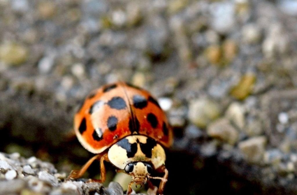 Der  Asiatischer Marienkäfer hat ein gutes Immunsystem Foto: dpa