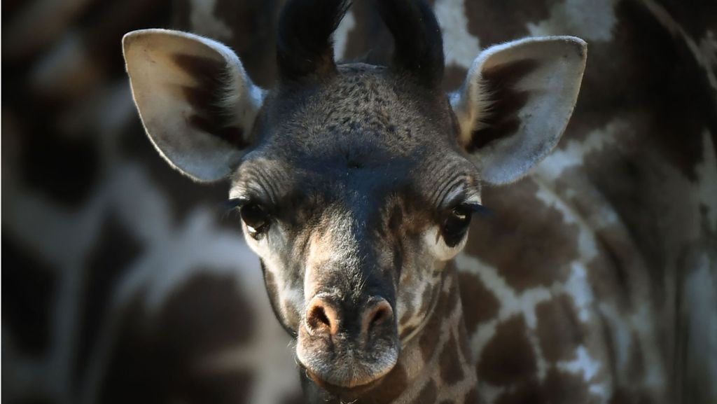 Zoo in Los Angeles: Baby-Giraffe verzaubert die Welt