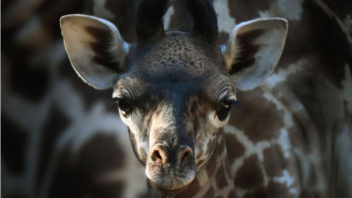 Baby-Giraffe verzaubert die Welt