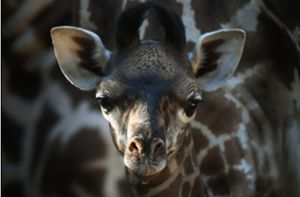 Baby-Giraffe verzaubert die Welt