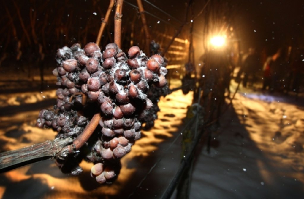Das Archivbild vom 29. Dezember 2014 zeigt Trauben, die zu Eiswein weiter verarbeitet werden. Foto: dpa