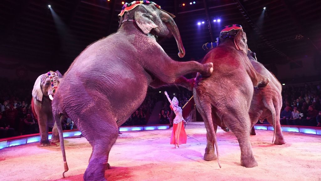 Rückkehr nach Stuttgart: Circus Krone kritisiert Wildtierverbot auf dem Wasen