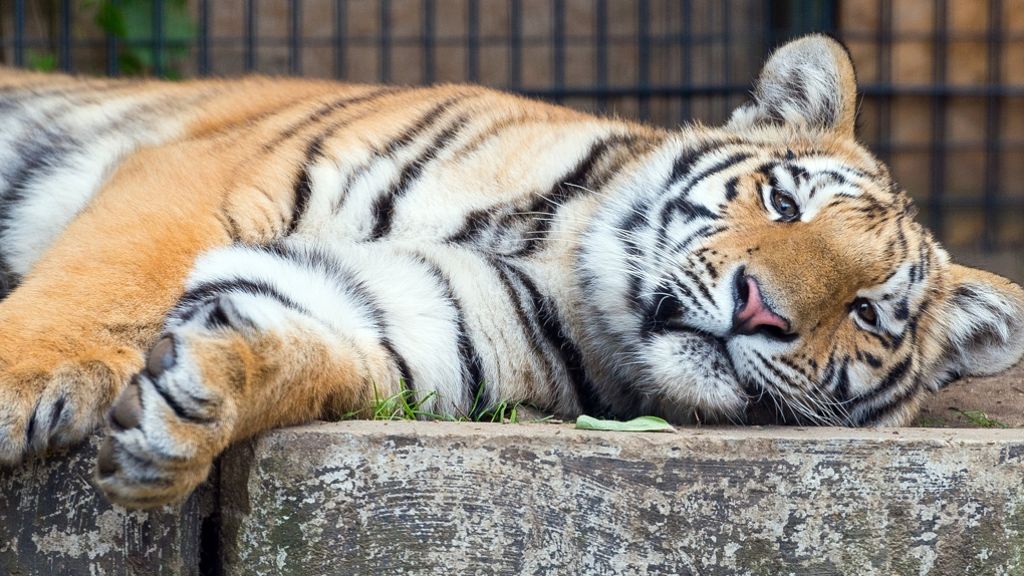 Ausgesetztes Tigerbaby: Findel-Tiger Diego ist jetzt ein „Halbstarker“