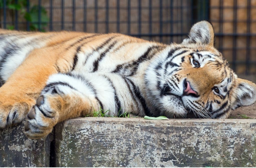 Der Findel-Tiger Diego wurde im Alter von nur wenigen Wochen vor einer Tierarztpraxis im brandenburgischen Bernau ausgesetzt..