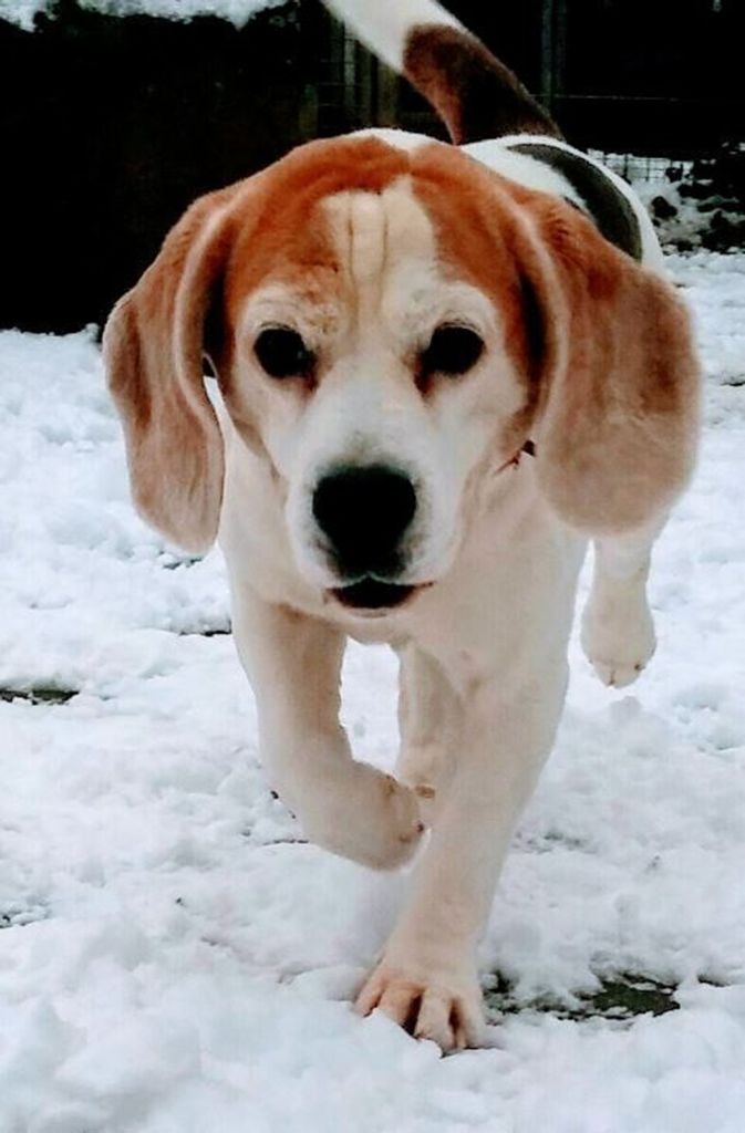 Beagle Clyde ist noch recht neu im Tierheim, im Januar hat er sein Zuhause verloren. Der Rüde ist zwar schon etwas älter (Jahrgang 2007), aber noch ziemlich fit. Deshalb geht der nette Kerl gern große Runden spazieren. Clyde verträgt sich auch mit Kindern.