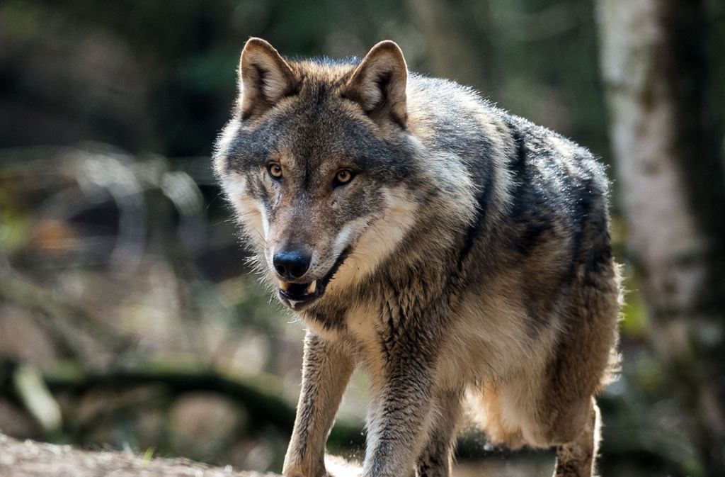 Rückkehr des Wolfes: Einzelne Wölfe sind bislang in den Südwesten zurückgekehrt. Vor dem Hintergrund gerissener Lämmer hatte sich eine hitzige Diskussion um den Umgang mit dem streng geschützten Tier entsponnen – eine Debatte, die noch nicht zu Ende ist.