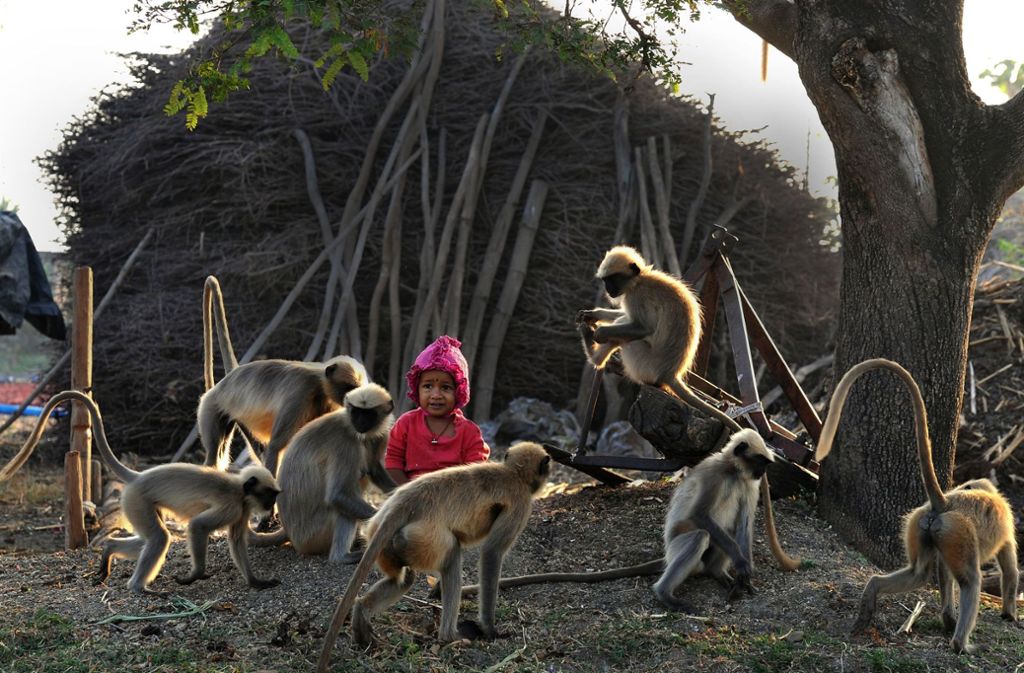 Als Samarth versuchsweise ein zweitens Kind an die Seite gesetzt worden sei, hätten die Affen aggressiv reagiert, erzählt Samarths Onkel.