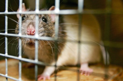 Ratten können durch Genmais krank werden, sagt ein französischer Forscher. Foto: dpa