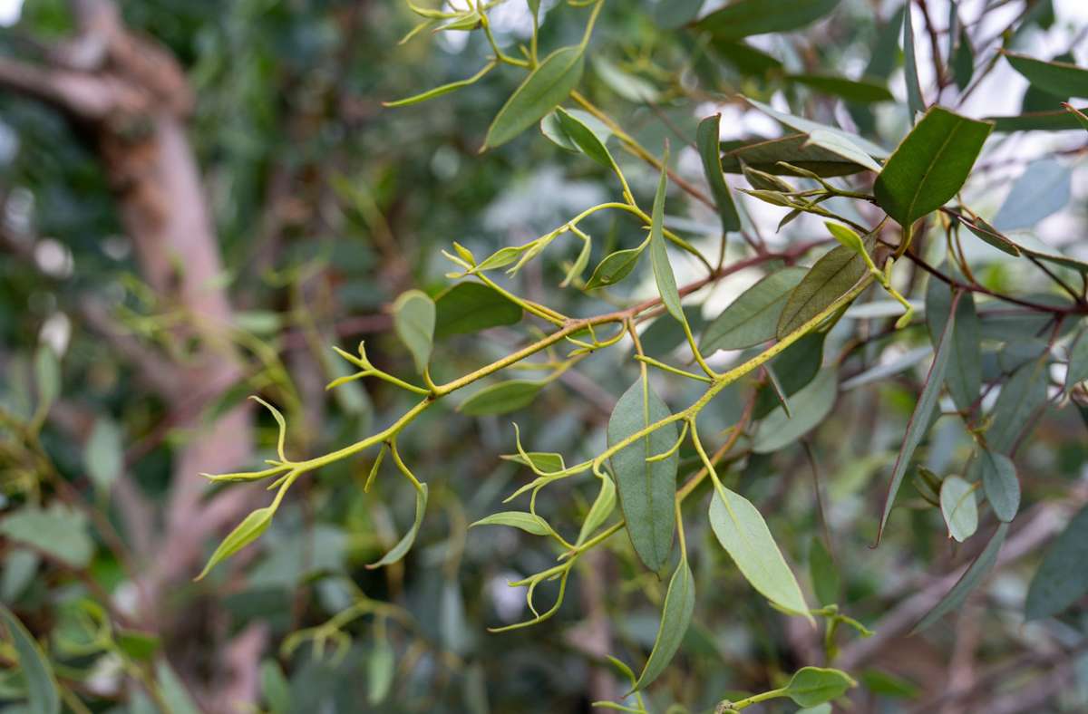 Die Wilhelma hat unterschiedliche Eukalyptusbaum-Arten als Reserve für die Koalas. Weil dieser Vorrat aber nicht reicht, kommt die größte Futtermenge aus einer Gärtnerei aus Leipzig.