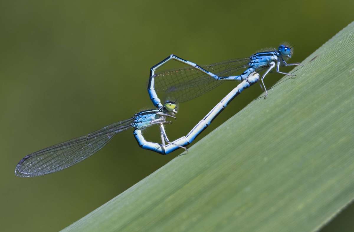 Weniger bekannt ist dagegen, dass die Männchen der meisten Libellen-Arten vor der Paarung die Spermien der Konkurrenz beseitigen.