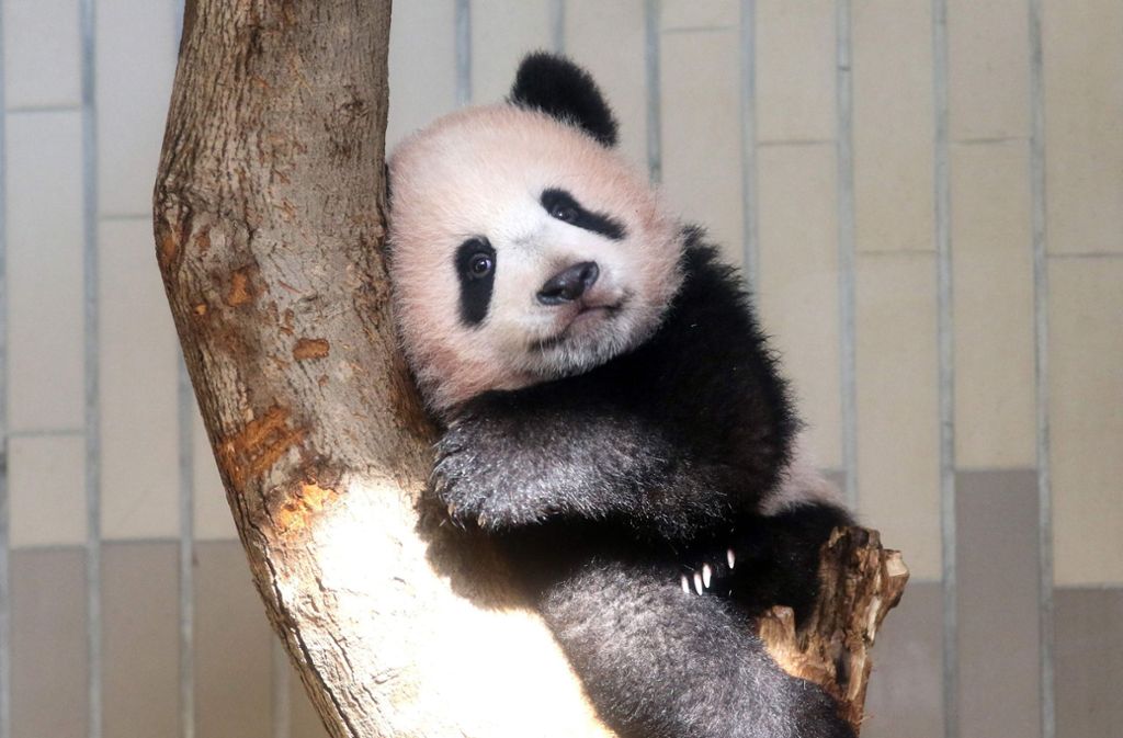 Tokio Susses Panda Baby Verdreht Den Japanern Den Kopf Panorama Stuttgarter Zeitung