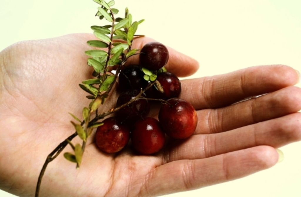Eine Frucht Foto: Cranberry Marketing Committee