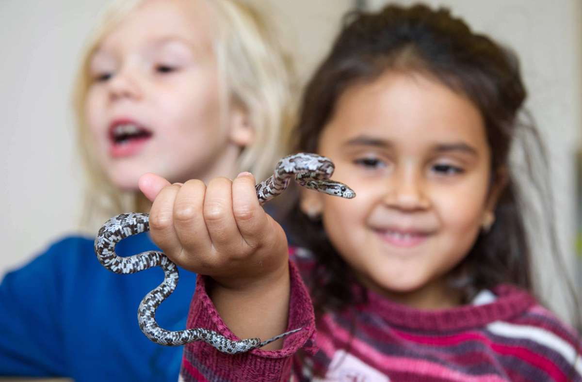Kinder können mit Schlangen Ängst verlieren und an den Artenschutz herangeführt werden,
