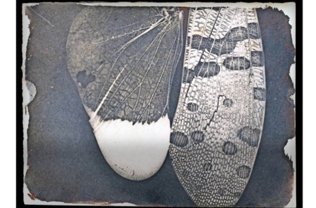 Der britische Fotograf William Henry Fox Talbot war ein Pionier der Mikrofotografie. Diese beiden Flügel einer Zikade aus Indonesien fotografierte er um 1840 durch ein Mikroskop. Sie leuchten im Original in Gelb und Grün.