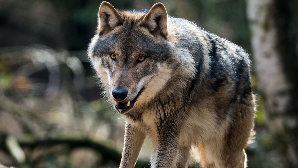 Raubtiere in Baden-Württemberg: Bad Wildbad soll Wolfsgebiet werden