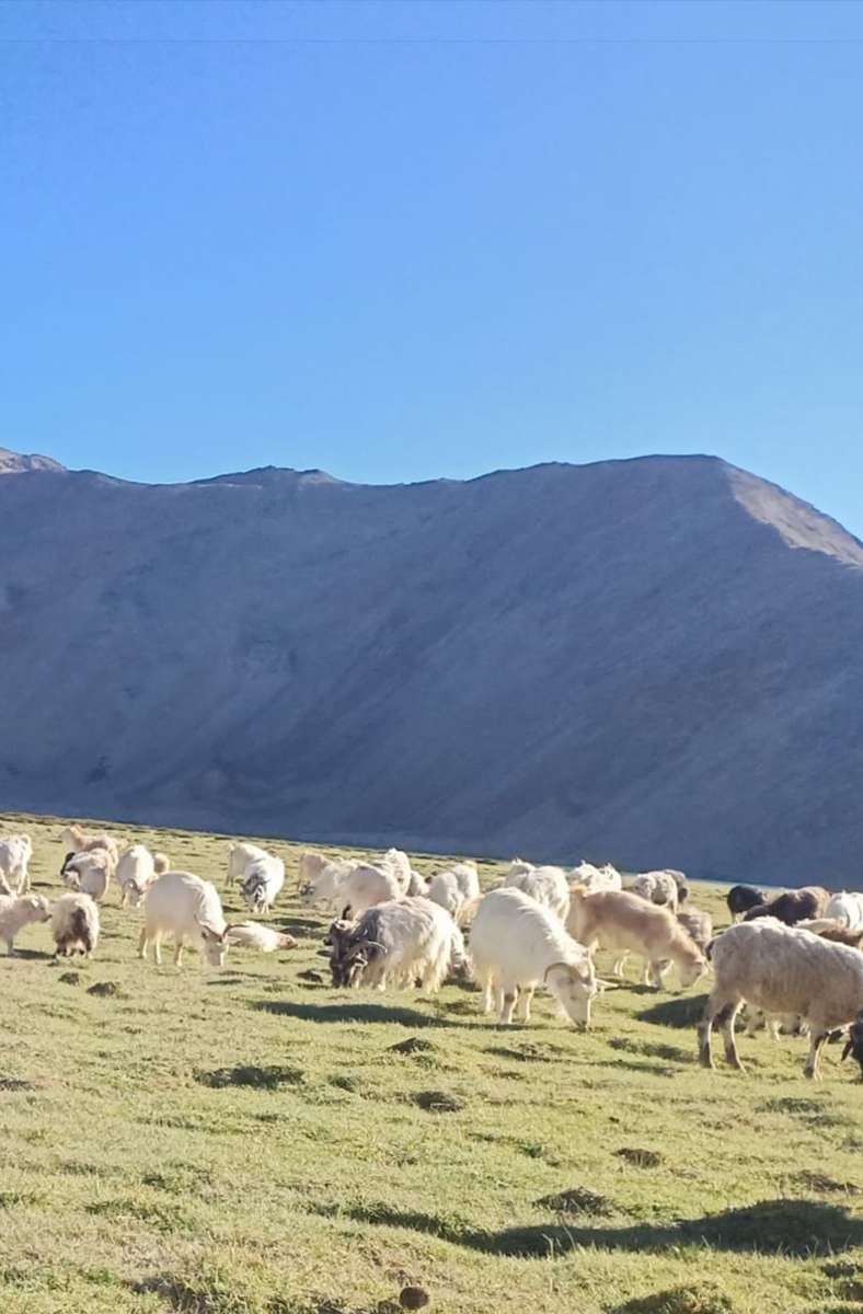 Im Himalaya leben die Ziegen auf mehr als 3500 Meter Höhe.