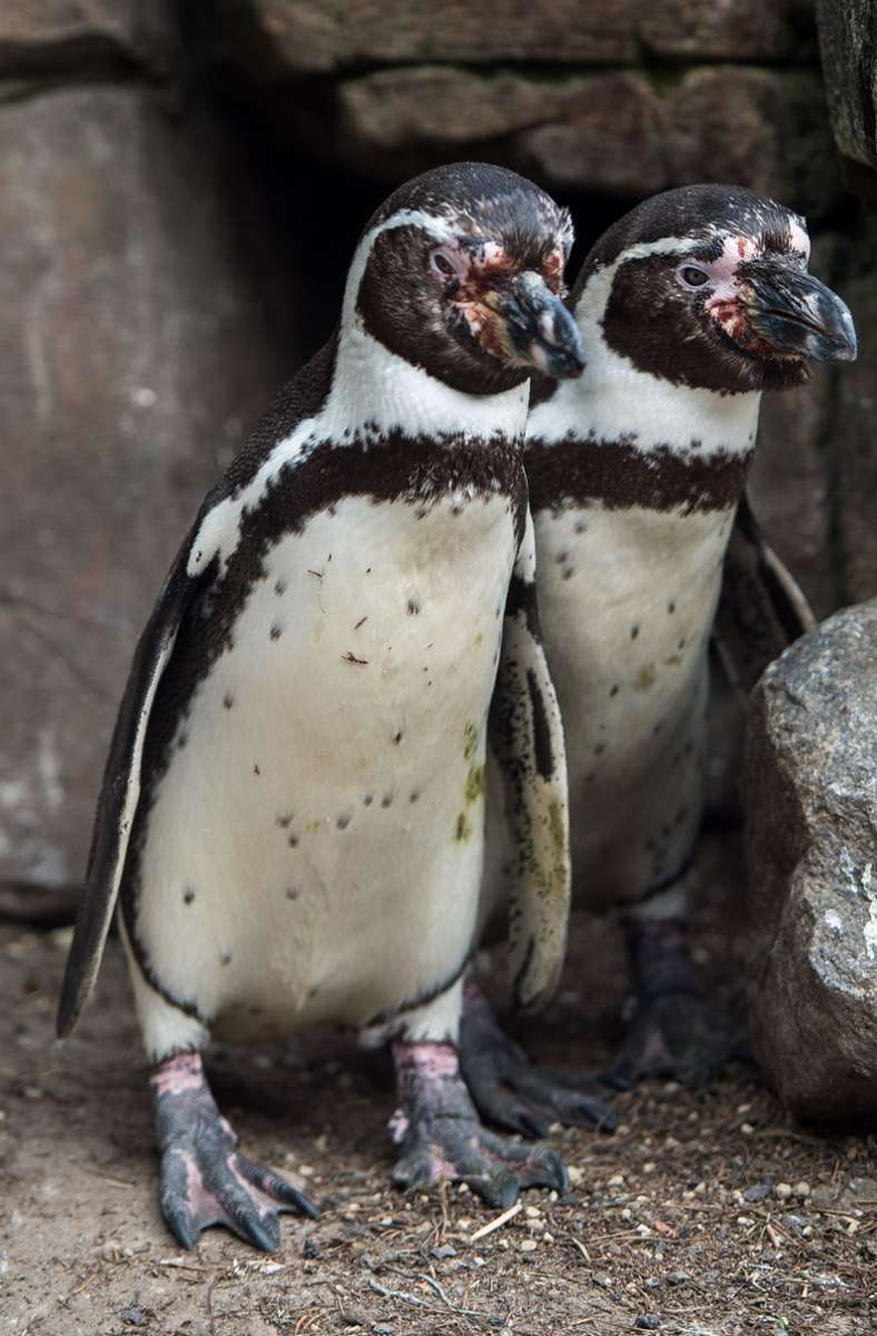 Bei Pinguinen findet man oft homosexuelle Paare.
