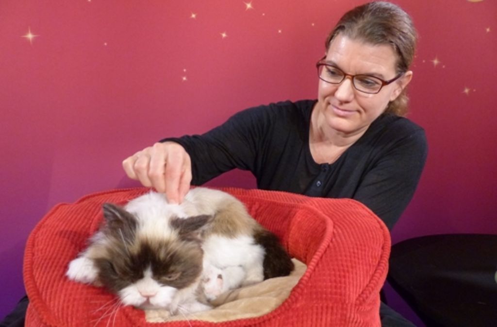 Petra van der Meer, Produktionsmanagerin von Madame Tussauds, krault Grumpy Cat – allerdings nicht das lebende Exemplar.