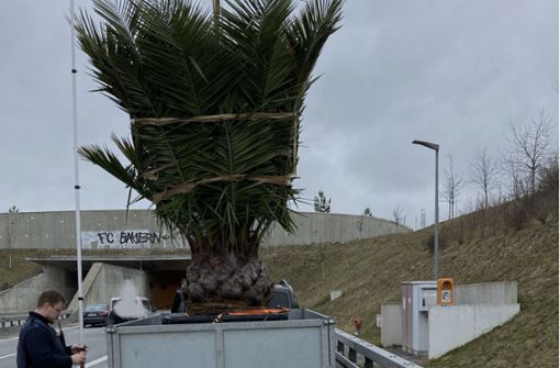 Die Polizei sperrte die A94 in Bayern aufgrund einer Höhenwarnung, ausgelöst durch eine Palme. Foto: Autobahnpolizei Mühldorf