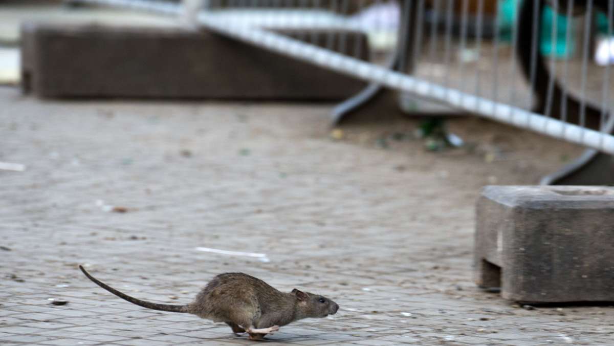  Ratten treten in einigen Kommunen in diesem Jahr vermehrt auf. Dabei werden sie durch bestimmte menschliche Verhaltensweisen angelockt. Was man tun kann, damit es nicht so weit kommt. 