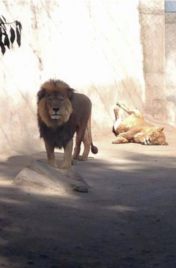 Zwei der Löwen im Zoo von Santiago de Chile.