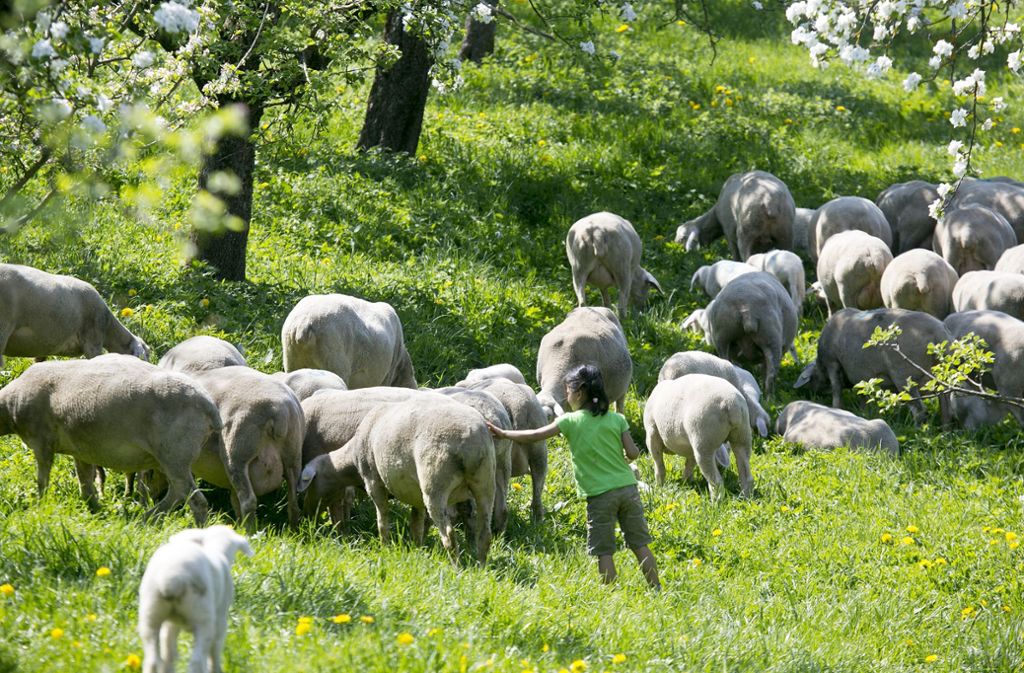 Bei den 19. Schäfertagen im Freilichtmuseum gab es Schafe zum Anfassen.