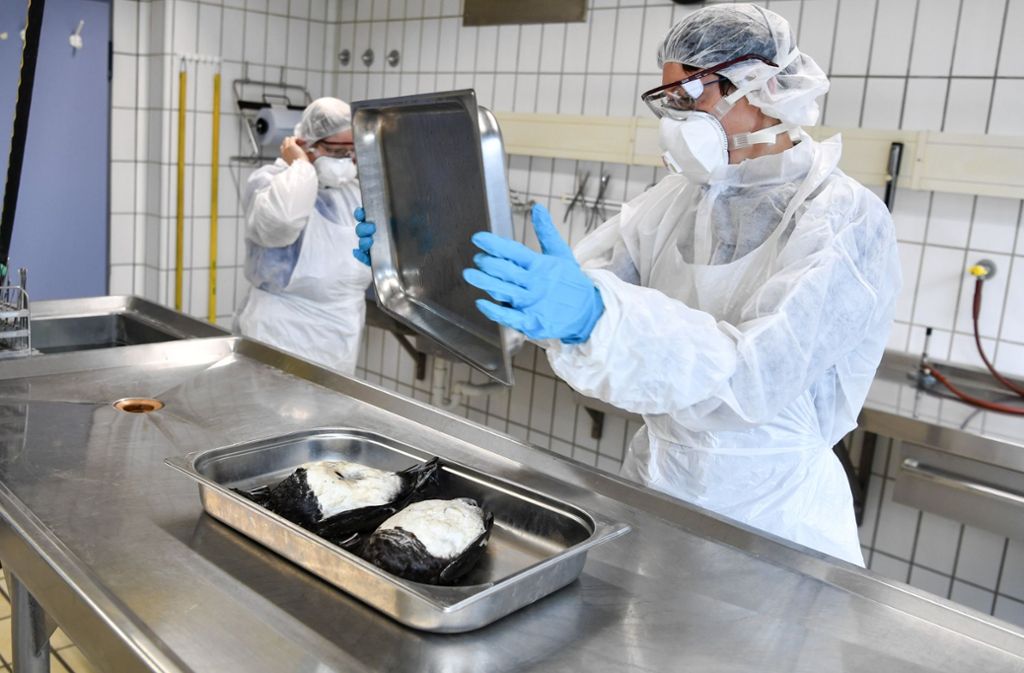 Eine Tierärztin entfernt im Staatlichen Tierärztlichen Untersuchungsamt - Diagnostikzentrum in Aulendorf einen Deckel, um zwei tote Reiherenten (Aythya fuligula) aus einer Metallschale zu nehmen. Die Reiherenten sind an der Vogelgrippe gestorben.